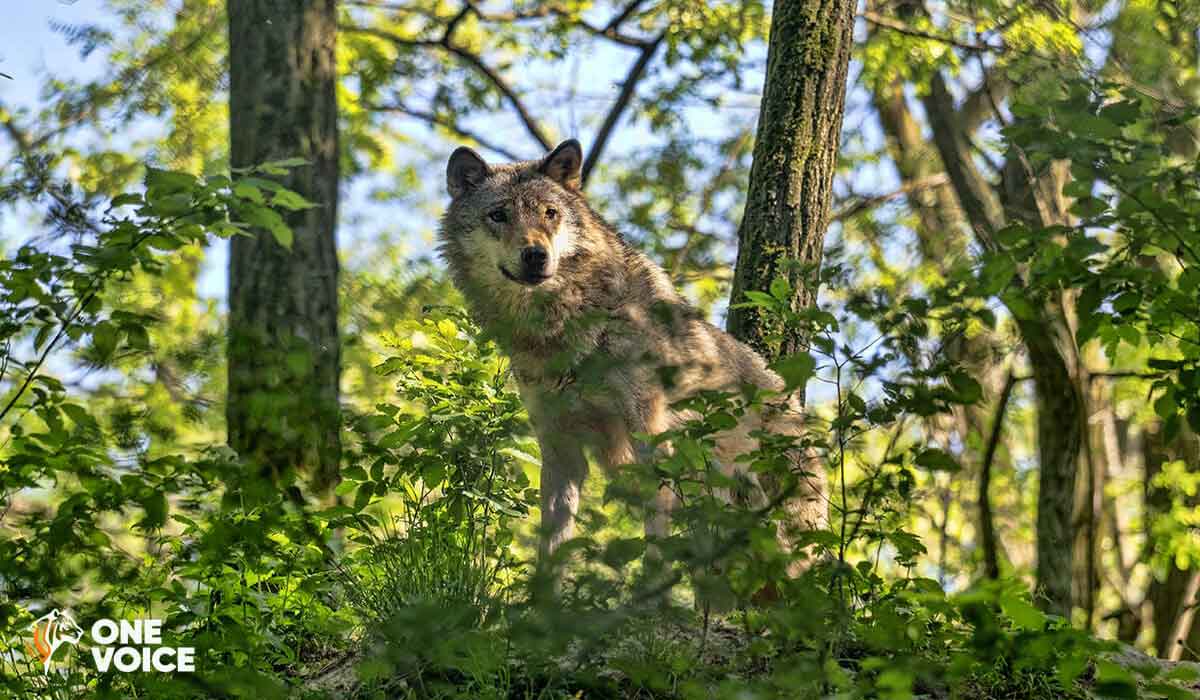 NON à la loi européenne contre les loups dictée par les lobbies ! One Voice devant le Conseil de l’Europe le 13 février