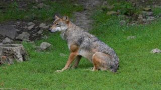 L’Europe acquise aux lobbys, les loups trinquent, One Voice attaque