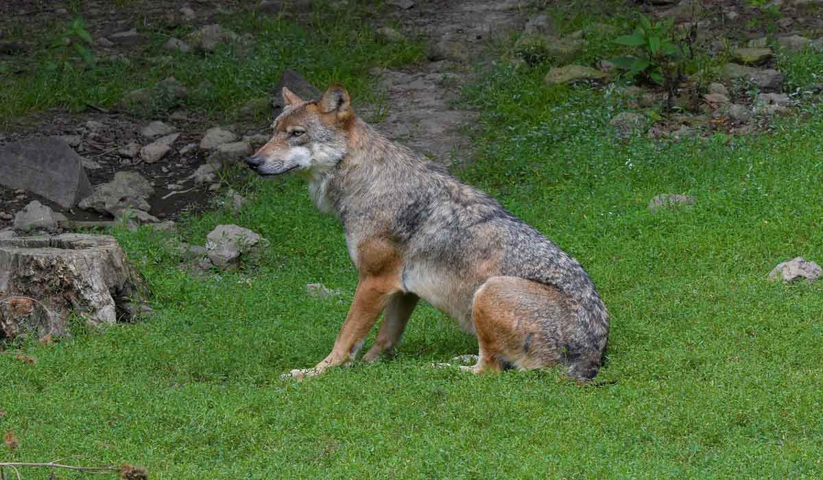 L’Europe acquise aux lobbys, les loups trinquent, One Voice attaque