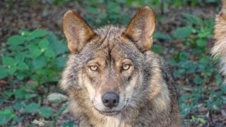 Arrêtés loups : One Voice dénonce la volonté d’élimination méthodique d’une espèce protégée orchestrée par le gouvernement 