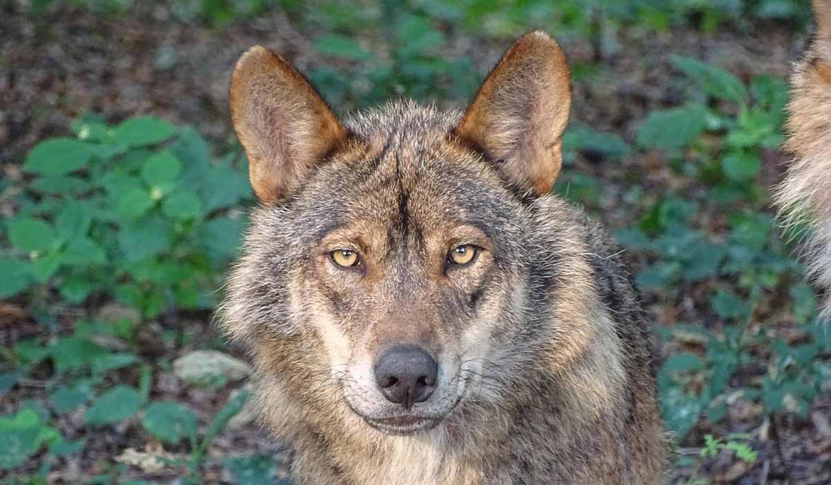 Arrêtés loups : One Voice dénonce la volonté d’élimination méthodique d’une espèce protégée orchestrée par le gouvernement 