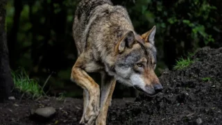 Campagne d’abattage de chiens errants en Haute-Vienne, victoire par forfait de One Voice