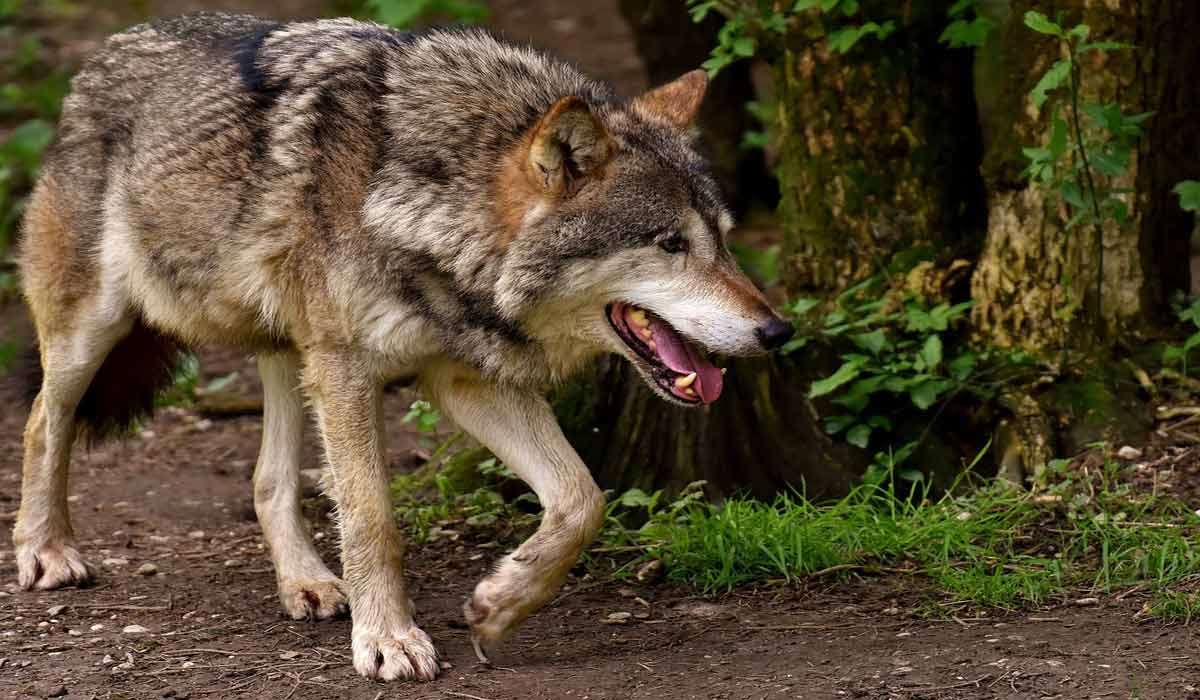 Pour faire respecter la loi de protection des loups, One Voice au tribunal de Montpellier ce 30 novembre