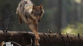 Deux audiences à Besançon et Toulon pour défendre les loups contre les tirs
