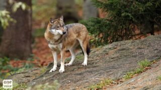 En mars, One Voice se mobilise pour les loups