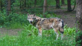 Statut de protection des loups : la décision de la Commission européenne est un grave recul pour la conservation de l’espèce et la biodiversité