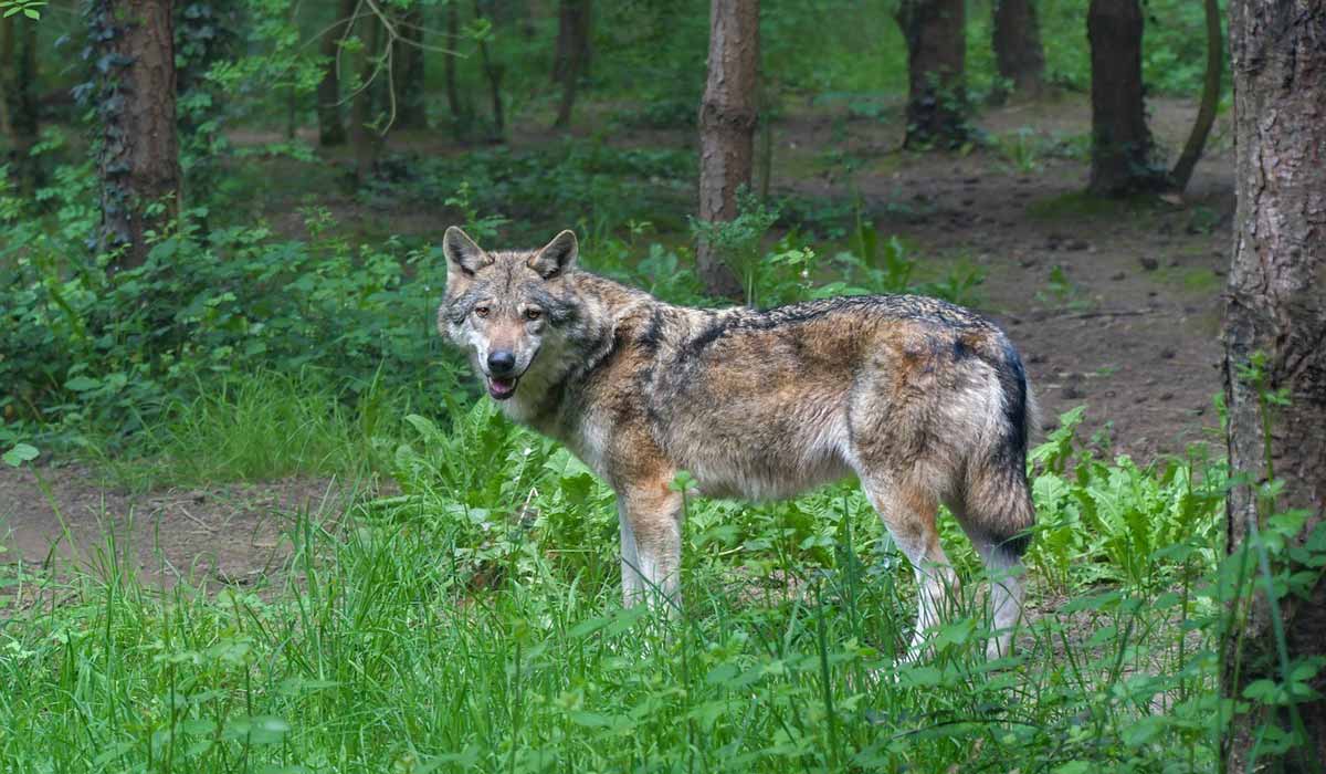 Statut de protection des loups : la décision de la Commission européenne est un grave recul pour la conservation de l’espèce et la biodiversité