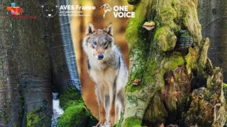 Pour les loups, One Voice, Animal Cross & AVES attaquent l’arrêté autorisant de nouvelles tueries