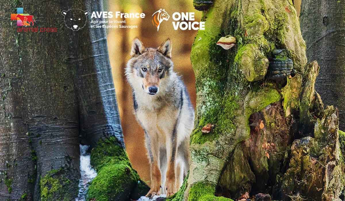 Pour les loups, One Voice, Animal Cross & AVES attaquent l’arrêté autorisant de nouvelles tueries