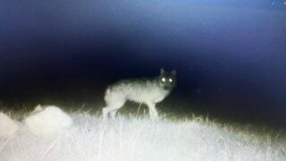 Loups : en Saône-et-Loire, sauvons Camille, menacé d’un abattage imminent