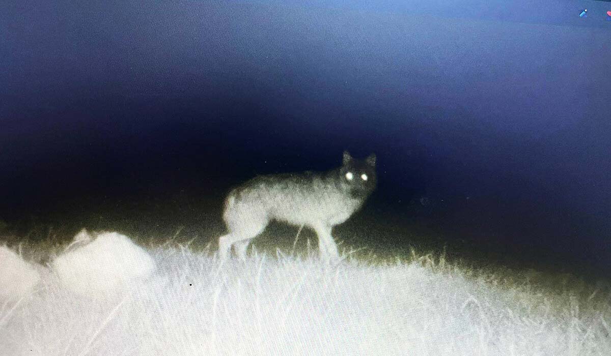Loups : en Saône-et-Loire, sauvons Camille, menacé d’un abattage imminent