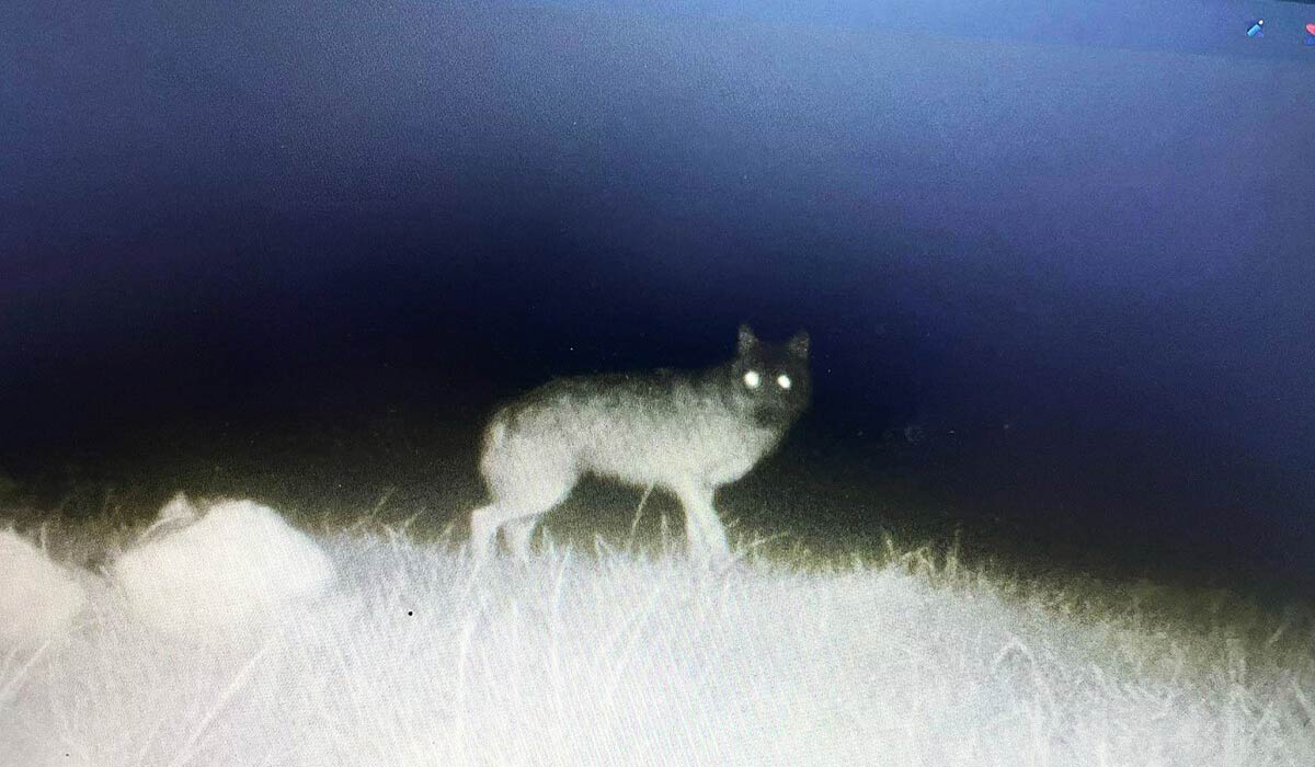 Dijon : pour Camille et les loups de Saône-et-Loire, nouveau recours et rassemblement