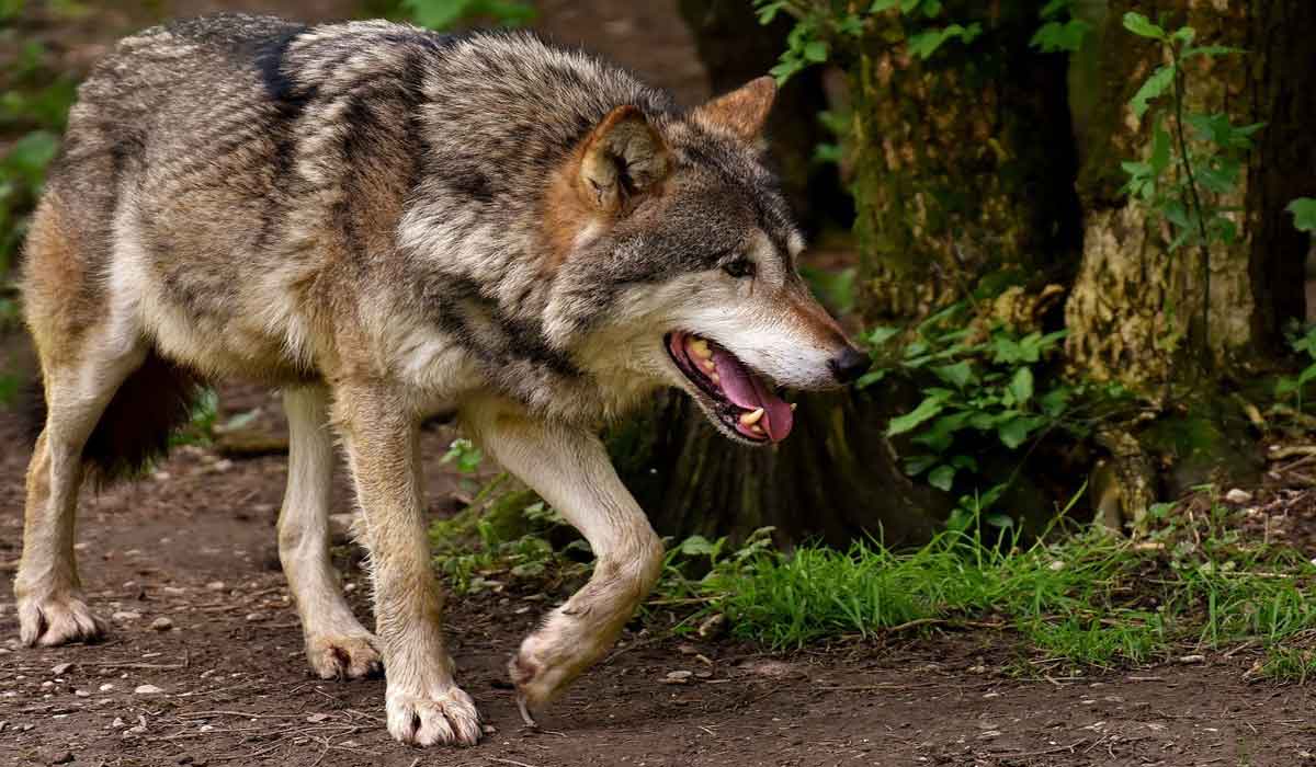 L’Union européenne met en danger les loups et la biodiversité