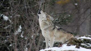 Le vote de déclassement des loups est passé. Notre indignation est totale