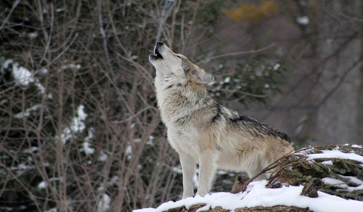 Le vote de déclassement des loups est passé. Notre indignation est totale