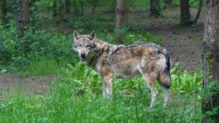 Jura, Alpes-de-Haute-Provence : face aux préfets, One Voice au secours des loups