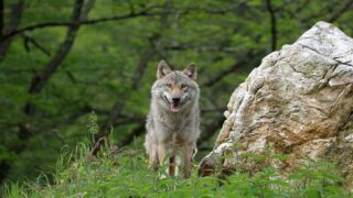 Pour les loups menacés par l’Union européenne : vote et action le 3 décembre au Conseil de l’Europe