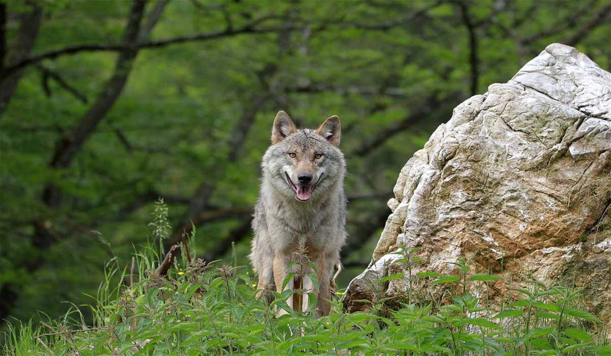 Pour les loups menacés par l’Union européenne : vote et action le 3 décembre au Conseil de l’Europe