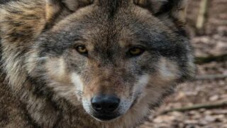 Enquête Ipsos/One Voice sur l’opinion des Français à l’égard des loups