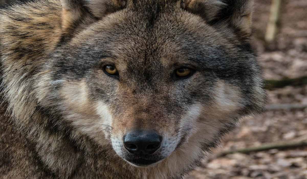 Enquête Ipsos/One Voice sur l’opinion des Français à l’égard des loups