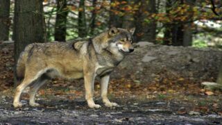 Prolongation illégale des tirs sur les loups: One Voice face au préfet des Alpes-Maritimes le 26 février