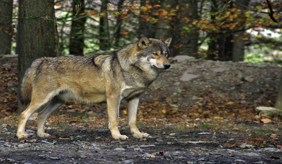 Prolongation illégale des tirs sur les loups: One Voice face au préfet des Alpes-Maritimes le 26 février