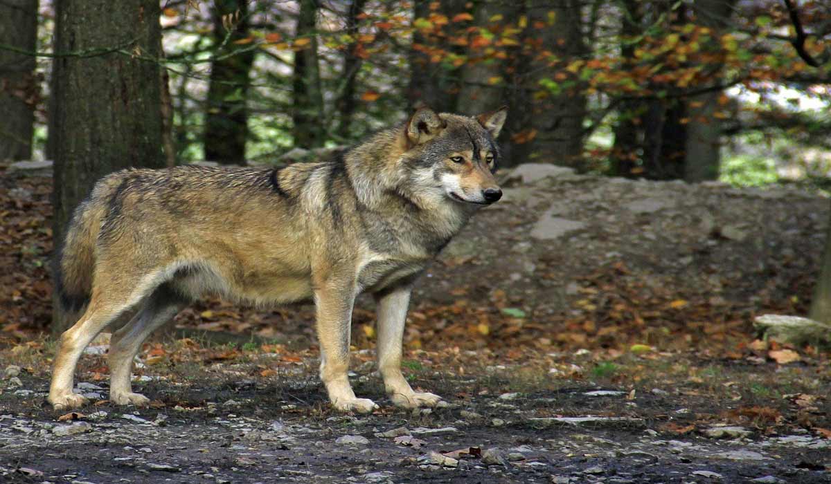 Historique : deuxième victoire en urgence pour One Voice sur la défense des loups !