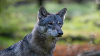 One Voice dénonce la capture d’une louve en Seine-Maritime  