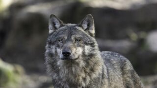 «Rien à branler de se faire choper»: loup empoisonné dans la Drôme, audience le 10/09 à Valence