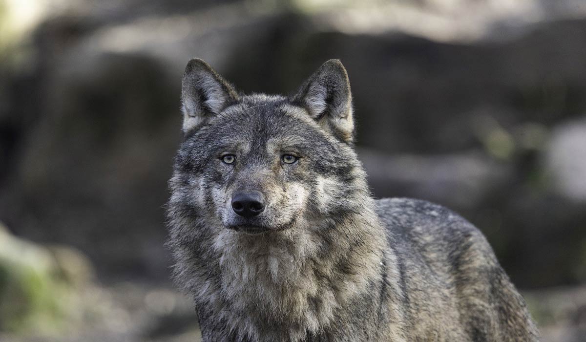 «Rien à branler de se faire choper»: loup empoisonné dans la Drôme, audience le 10/09 à Valence