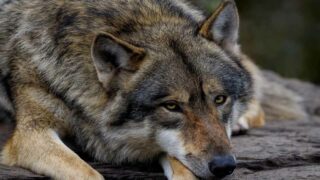 Loi « d’urgence agricole » : l’Assemblée nationale abandonne les loups !