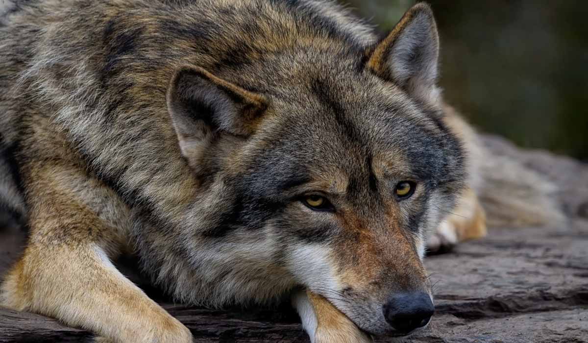 Loi « d’urgence agricole » : l’Assemblée nationale abandonne les loups ! Loi « d’urgence agricole » : l’Assemblée nationale abandonne les loups !