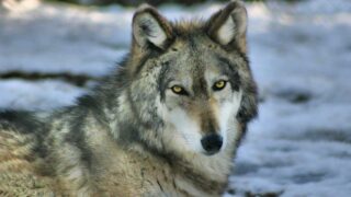 Gestion du loup : la science sacrifiée sur l’autel de la politique