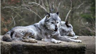 Neuf loups braconnés dans les Hautes-Alpes : One Voice sera au procès en janvier 2027 