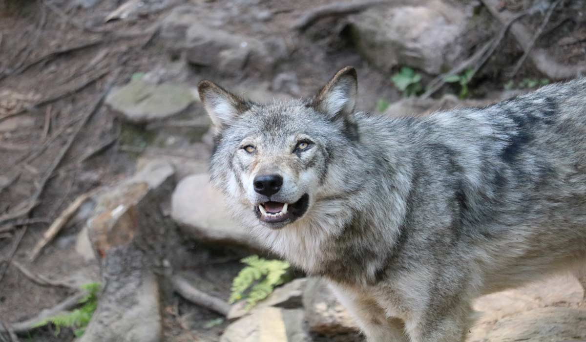 Journée internationale du loup : en finir avec la destruction, choisir la voie de la raison ! Journée internationale du loup : en finir avec la destruction, choisir la voie de la raison !