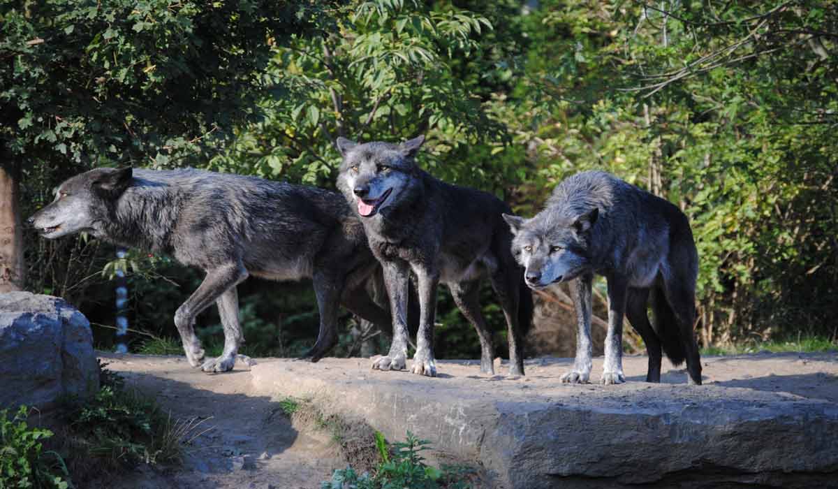 One Voice attaque l’arrêté ordonnant une battue contre un loup dans la Margeride One Voice attaque l’arrêté ordonnant une battue contre un loup dans la Margeride