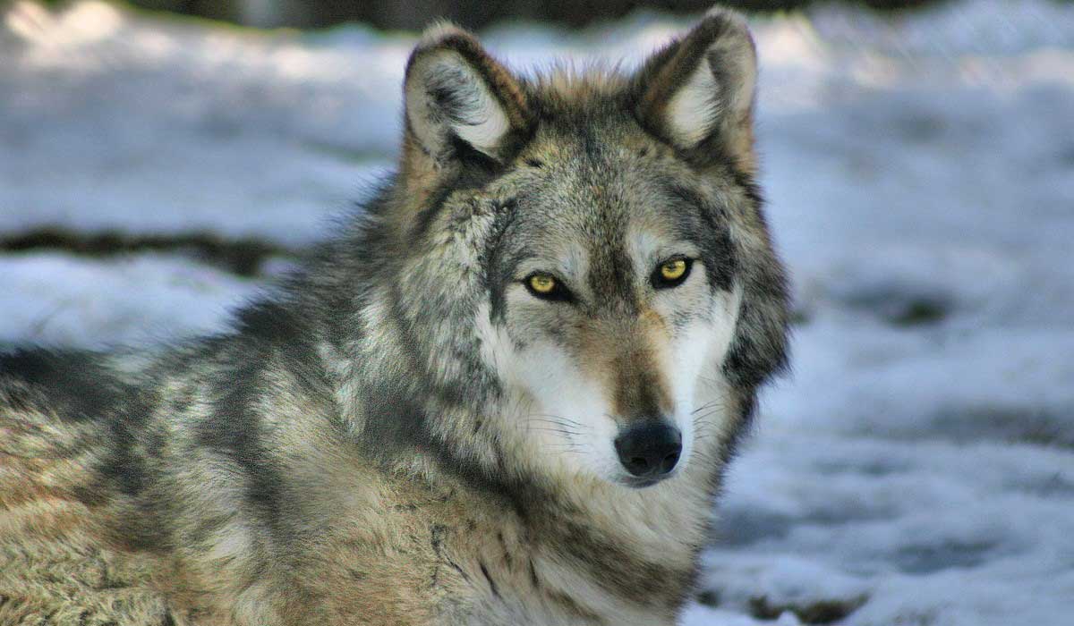 Gestion du loup : la science sacrifiée sur l’autel de la politique
