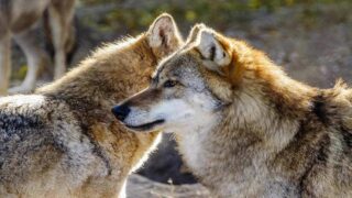 Cinq associations permettent d’éviter les battues aux loups prévues fin août en Aveyron