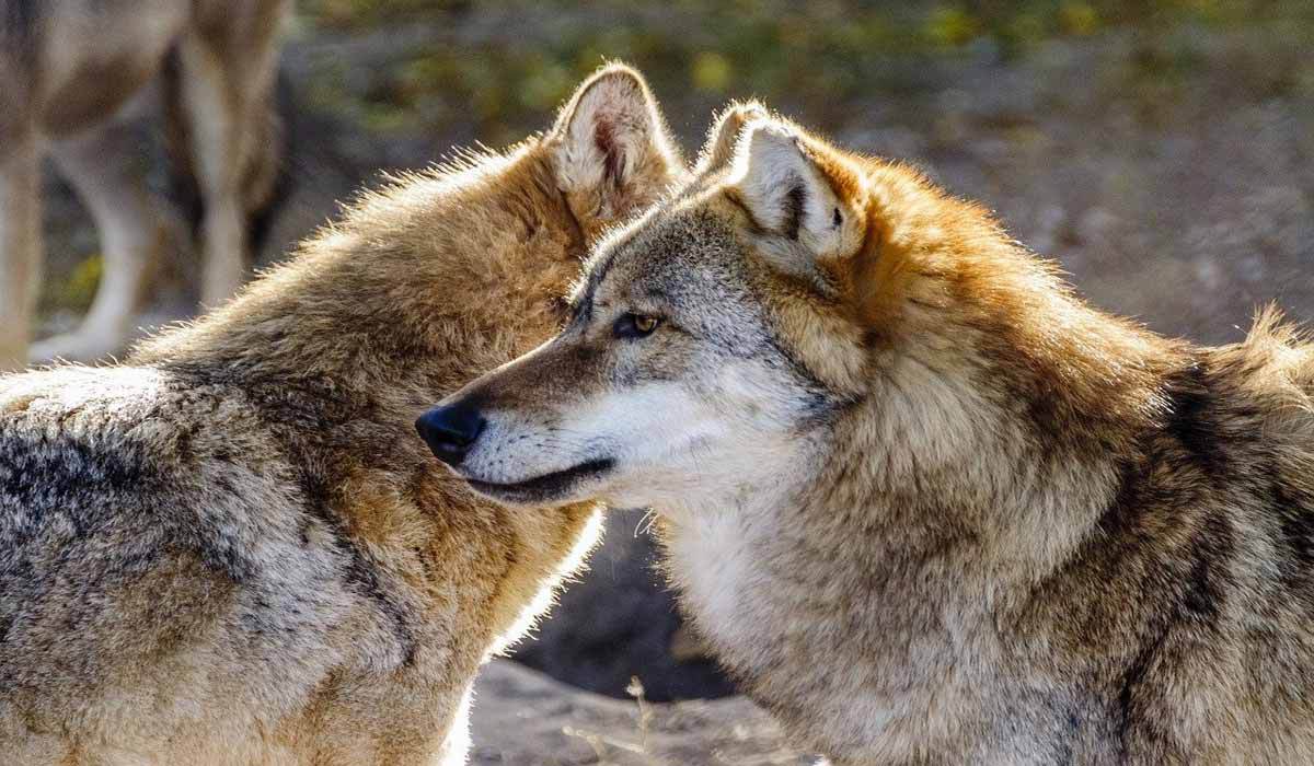 Cinq associations permettent d’éviter les battues aux loups prévues fin août en Aveyron