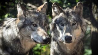 Recomptage : l’extermination des loups programmée en France et en Europe ?