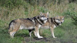 Tirs sur des loups autorisés autour d’un troupeau de bovins non protégé : One Voice saisit la justice