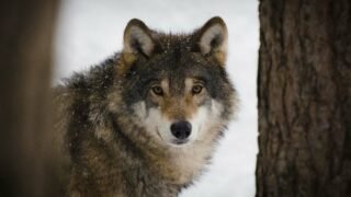 Loups tués dans le Doubs : Ferus, One Voice et le Pôle Grands Prédateurs déposent deux recours