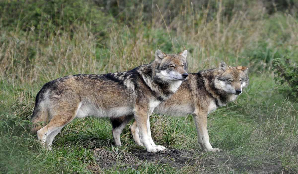 Tirs sur des loups autorisés autour d’un troupeau de bovins non protégé : One Voice saisit la justice