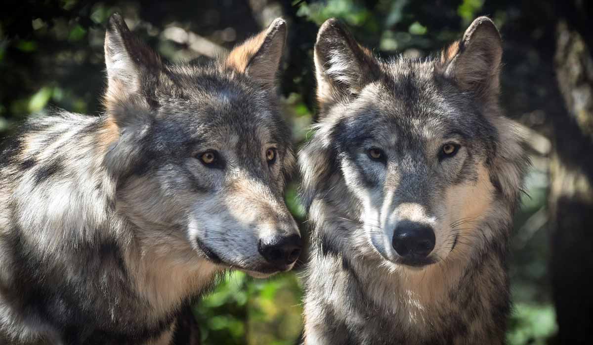 L'extermination des loups de France  RetroNews - Le site de presse de la  BnF