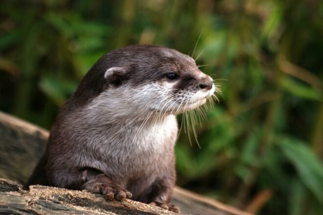 Protéger les espèces méconnues: un défi pour préserver la biodiversité