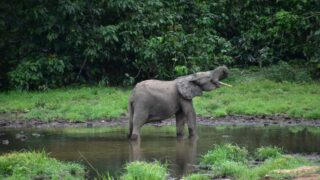 De la lutte contre le trafic d’ivoire à la mitigation du conflit homme-éléphant au Gabon