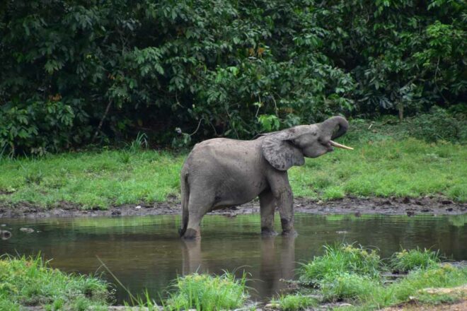 De la lutte contre le trafic d’ivoire à la mitigation du conflit homme-éléphant au Gabon