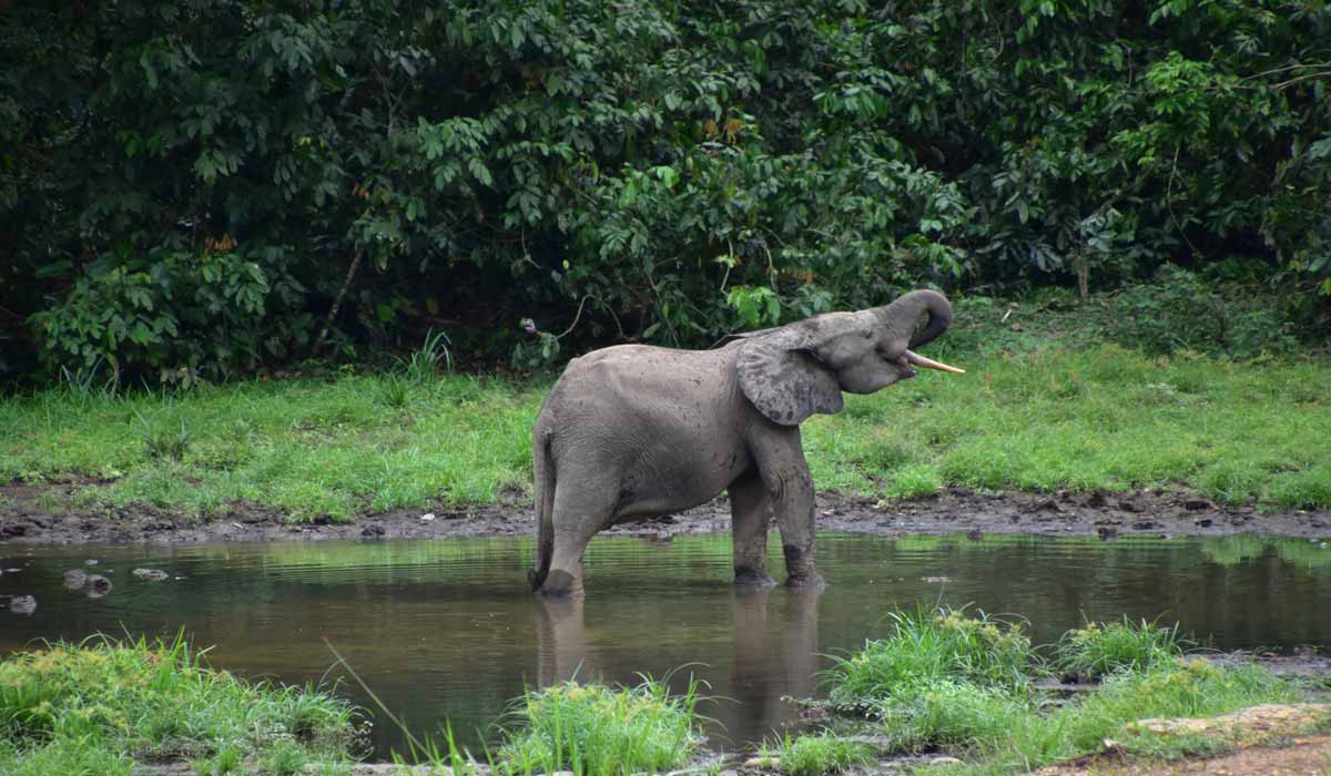 De la lutte contre le trafic d’ivoire à la mitigation du conflit homme-éléphant au Gabon De la lutte contre le trafic d’ivoire à la mitigation du conflit homme-éléphant au Gabon