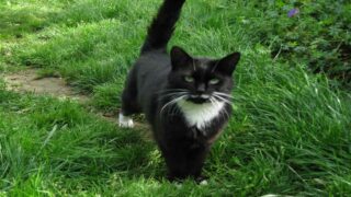 L’histoire de l’association Ta Patte sur Mon cœur