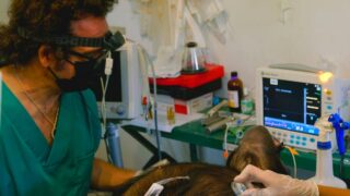 Rencontre avec Luis Flores, l’homme qui soigne les chimpanzés le 13 mars à Boulogne-Billancourt 